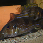 Gnathochromis permaxillaris auf Futtersuche