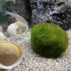 "Schneckendanios"  ;-)