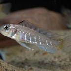Triglachromis otostigma Mädel