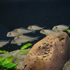 Gruppe Xenotilapia boulengeri