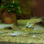 Xenotilapia boulengeri