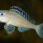 Xenotilapia papilio Tembwe