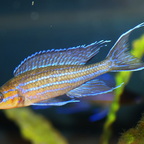 Paracyprichromis nigripinnis Kantalamba WF