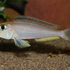 Xenotilapia boulengeri