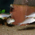 Xenotilapia boulengeri
