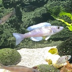 2 Minuten juveniler Balzversuche