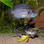 Neolamprologus speziosus Kizike verteidigen ihr Gelege