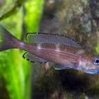 Paracyprichromis brieni Luagala Point (Mahale NP) WF