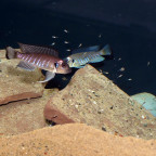 Brütendes Pärchen von Triglachromis otostigma