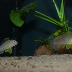 Pärchen von Xenotilapia papilio Kanoni