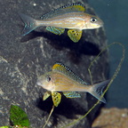 Xenotilapia papilio Kanoni