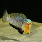 Enantiopus sp. "kilesa"