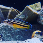 Julidochromis Marksmithi