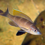 Paracyprichromis brieni Rumonge