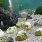 25-05-21 - A. sp. shell sumbu - M Nr. 2 - Fotostrecke 02