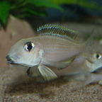 Dominantes Männchen von Xenotilapia boulengeri