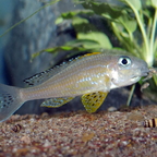 Xenotilapia Kanoni Männchen mit Brut