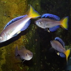 Cyprichromis leptosoma Mpulungu