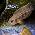 F1 Lamprologus callipterus Kasanga