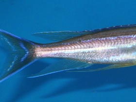 Benthochromis tricoti Burundi