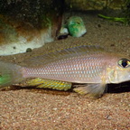 Xenotilapia boulengeri