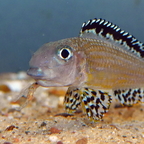 Xenotilapia papilio Tembwe Männchen mit Brut