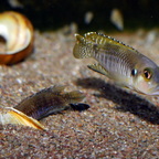 Neolamprologus speciosus Kizike