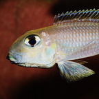Xenotilapia boulengeri
