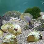 25-05-21 - A. sp. shell sumbu - M Nr. 2 - Fotostrecke 06