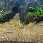 Xenotilapia papilio Kanoni