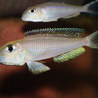 Xenotilapia boulengeri