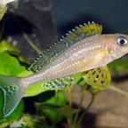 Xenotilapia papilio Kanoni