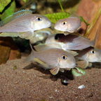 David(ia) und die Goliaths