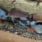 Familienglück im Hause Triglachromis