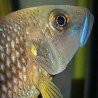 Lamprologus callipterus Kasanga Männchen in der Sonne
