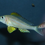 Xenotilapia papilio Kanoni