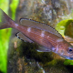 Paracyprichromis brieni Luagala Point (Mahale NP) WF