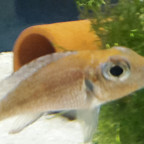 Callochromis macrops "Red Ndole"