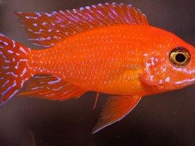 Aulonocara firefish
