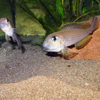 Xenotilapia boulengeri
