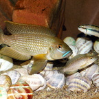Lamprologus callipterus