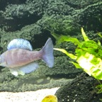 2 Minuten juveniler Balzversuche