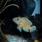 Lamprologus callipterus am posieren in der Sonne