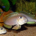 Xenotilapia boulengeri