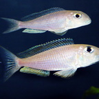 Xenotilapia boulengeri