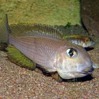 Xenotilapia boulengeri