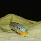 Enantiopus sp. "kilesa"