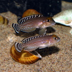 Neolamprologus ornatipinnis  Burton Bay