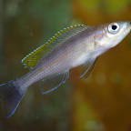 Paracyprichromis brieni Rumonge, junges Männchen