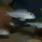 Xenotilapia boulengeri
